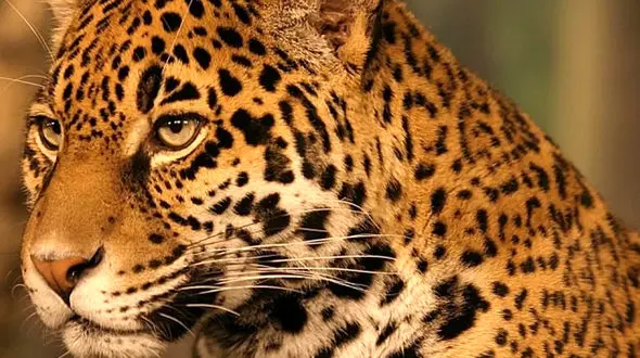 از شکار غیرمنتظره جگوار در برابر غول دندان‌تیز تا حمله‌ی برق‌آسای خرس به فوک در ساحل یخی