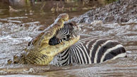 لحظه مرگ دردناک یک گورخر در دهان تمساح گرسنه+عکس