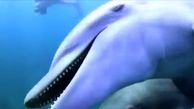 دلفین ها هم نئشه می شوند و آن را دوست دارند! + فیلم و عکس