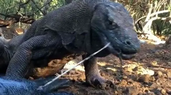 فلج شدن گراز به دست اژدهای کومودو + فیلم