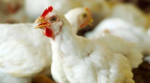  اتحادیه مرغداران دولت را تهدید کرد+ سند