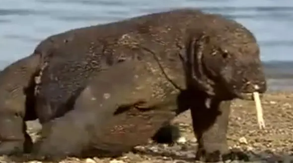 فیلم وحشتناک از شکار اژدهای کومودو !