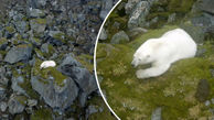 مشاهده خرس قطبی در منطقه ای که برف ندارد + فیلم