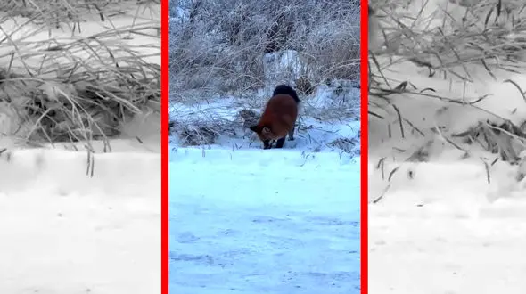 فیلم جهش حساب‌ شده روباه روی طعمه پنهان زیر برف