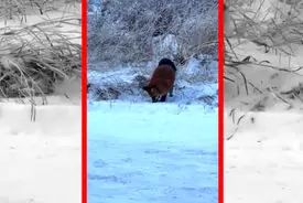 فیلم جهش حساب‌ شده روباه روی طعمه پنهان زیر برف