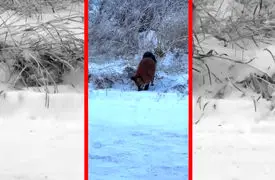 فیلم جهش حساب‌ شده روباه روی طعمه پنهان زیر برف