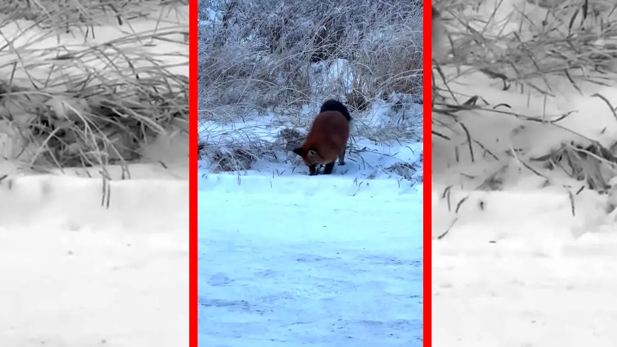 فیلم جهش حساب‌ شده روباه روی طعمه پنهان زیر برف