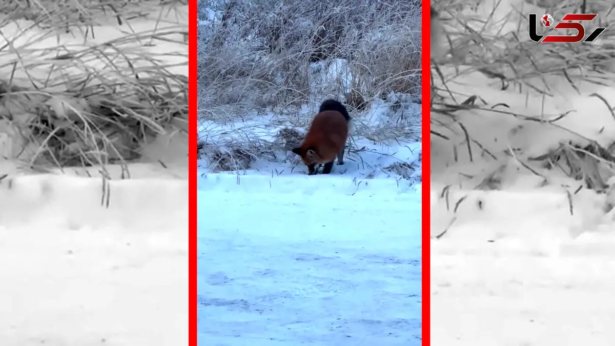 فیلم جهش حساب‌ شده روباه روی طعمه پنهان زیر برف