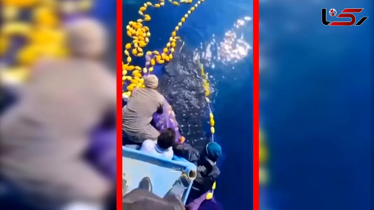 فیلم نجات کوسه نهنگ غول پیکر در جاسک