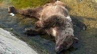 کشته شدن خرس قهوه ای به دست شکارچیان غیرمجاز در نور