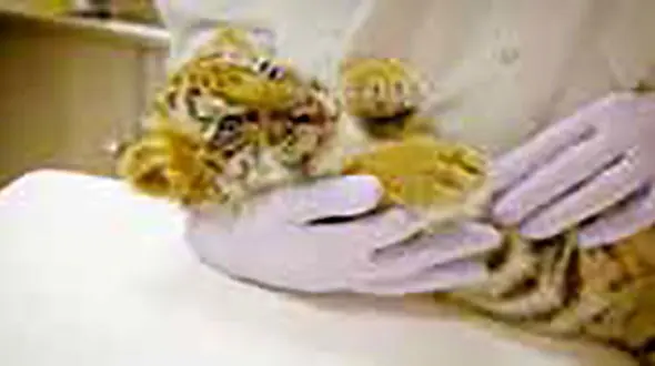 دستگیری قاچاقچی توله ببر + عکس