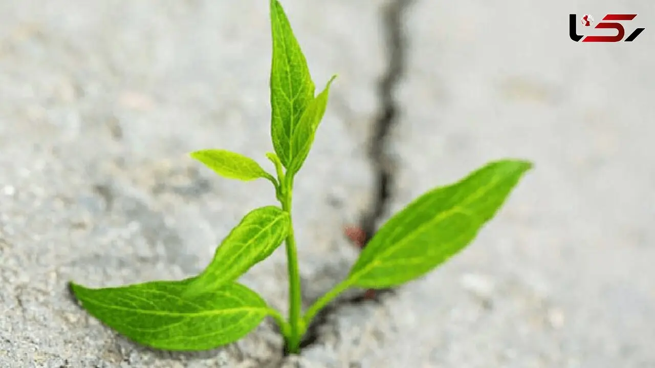 راهکار‌های عملی برای اقدام در شرایط نامطمئن