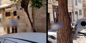 درخت پوسیده در منطقه 17 تهران و نگرانی شهروندان / سازمان بوستان ها سریعتر این درخت را تعیین تکلیف کند + فیلم