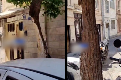 درخت پوسیده در منطقه 17 تهران و نگرانی شهروندان / سازمان بوستان ها سریعتر این درخت را تعیین تکلیف کند + فیلم