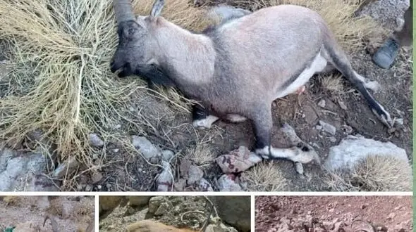 دستگیری بی‌رحم‌ترین شکارچی دنا