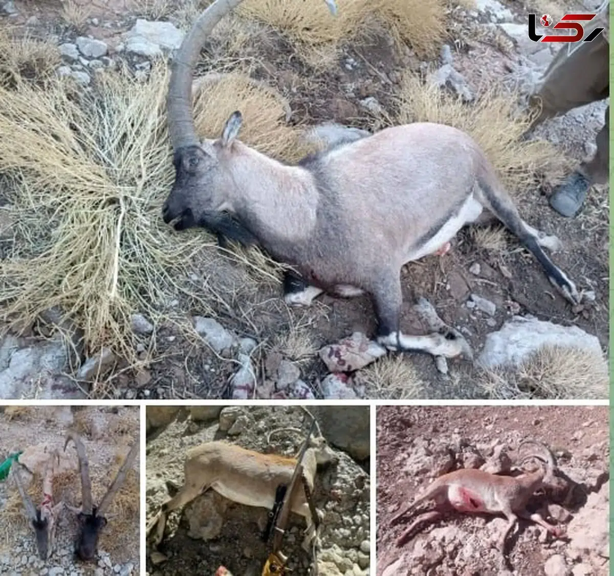 دستگیری بی‌رحم‌ترین شکارچی دنا