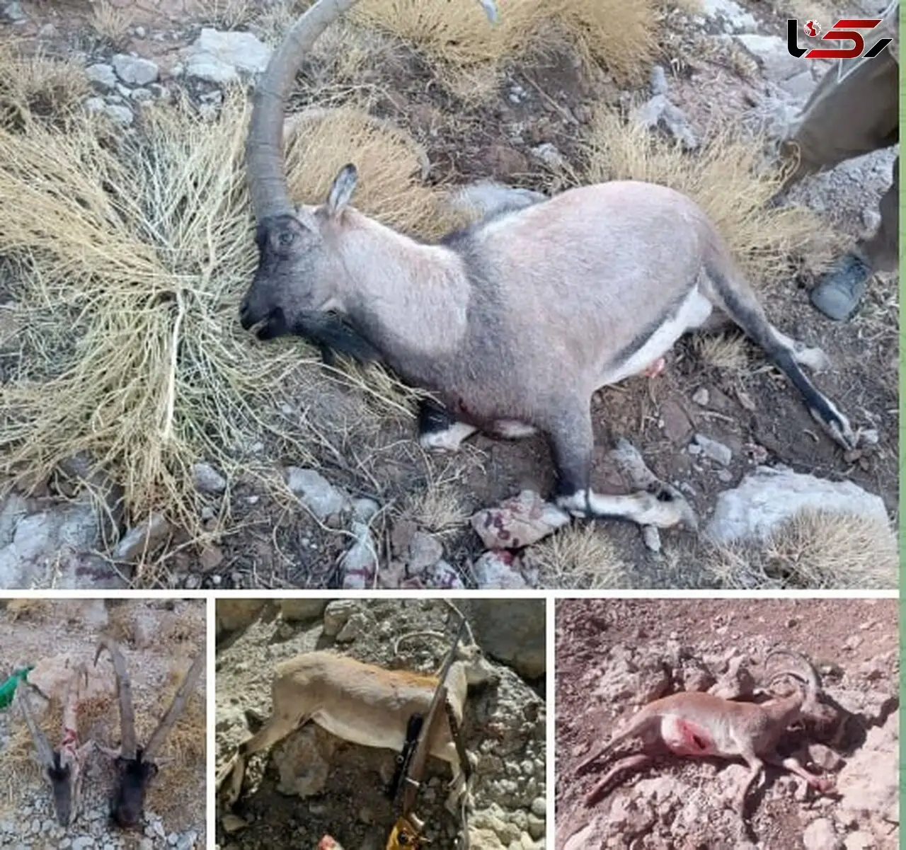 دستگیری بی‌رحم‌ترین شکارچی دنا