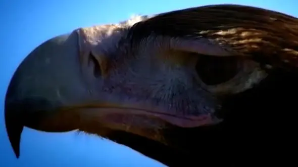 فیلم / مستند کوتاه از عقاب