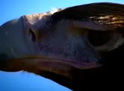 فیلم / مستند کوتاه از عقاب