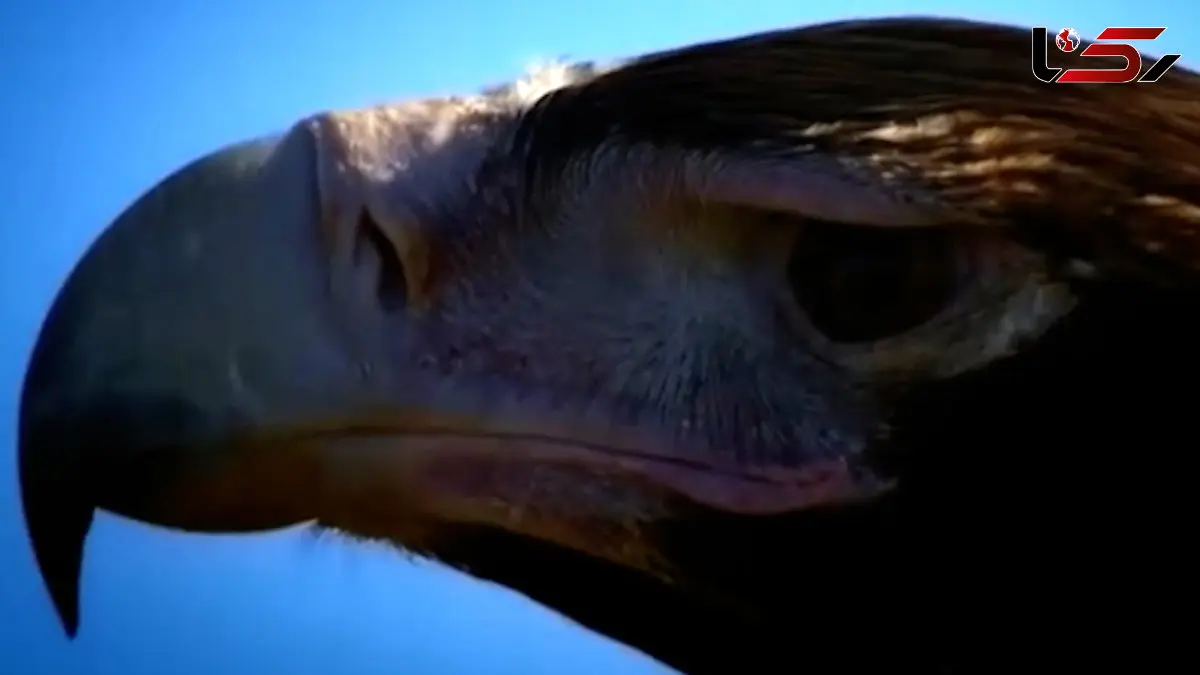 فیلم / مستند کوتاه از عقاب