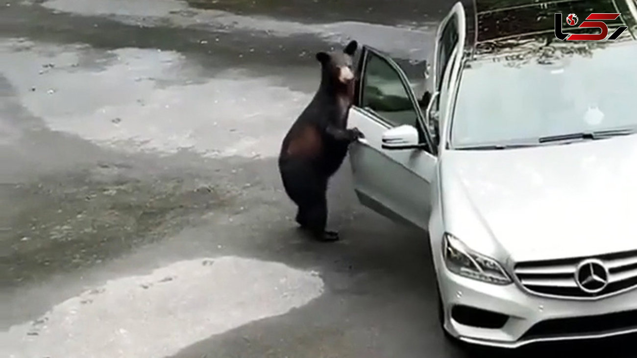 فراری دادن خرس با جیغ زدن های خانواده وحشت زده! + فیلم