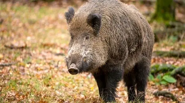 صدور مجوز شکار گراز برای مسیحیان در ارومیه