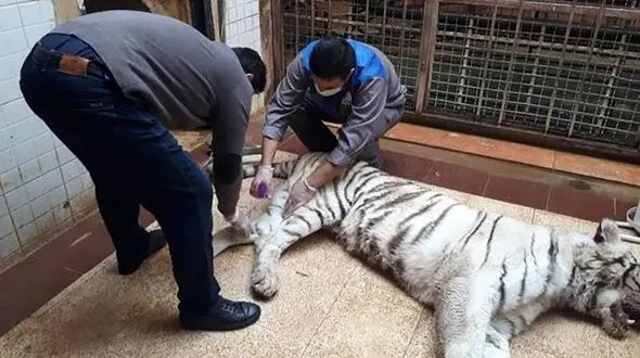 انتقال بیماری‌ها در نتیجه نزدیکی باغ وحش ارم و مرکز حیات وحش