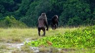 Lethal chimpanzee attacks on gorillas observed for first time
