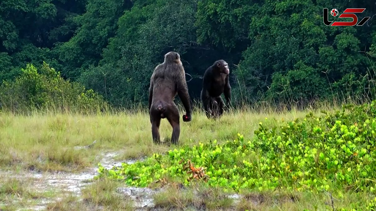 Lethal chimpanzee attacks on gorillas observed for first time
