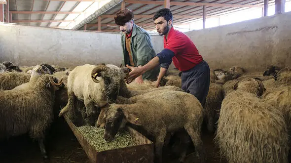 گوشت دام زنده کیلویی 85 هزار تومان در مراکز شهرداری تهران