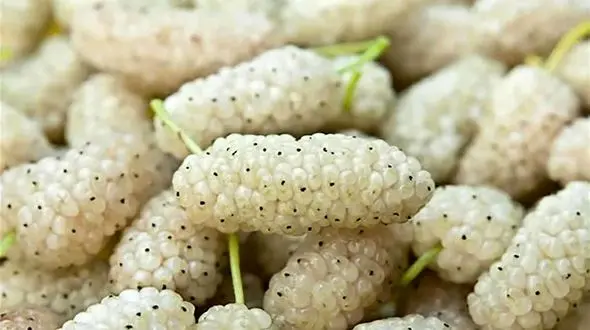 سلامت روده تان را با این میوه بهاری تضمین کنید!