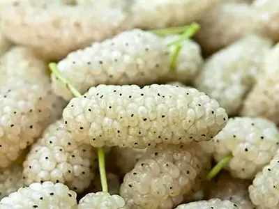 سلامت روده تان را با این میوه بهاری تضمین کنید!