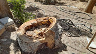  قطع درخت کهنسال در جیرفت فاجعه است / احضار چند مسئول محلی به دستگاه قضائی !