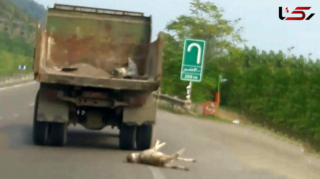 کشیدن سگ روی جاده با کامیون اداره راهداری گیلان + فیلم وحشتناک و عکس