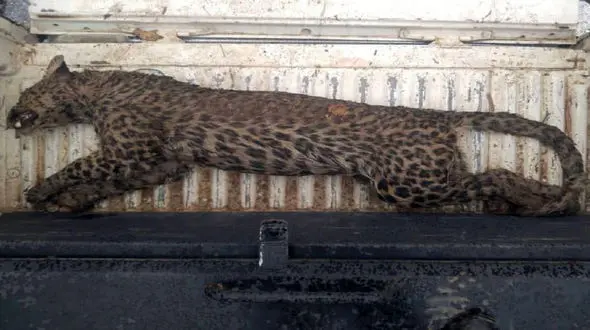 علت مرگ پلنگ ایرانی در ساوجبلاغ مشخص شد 