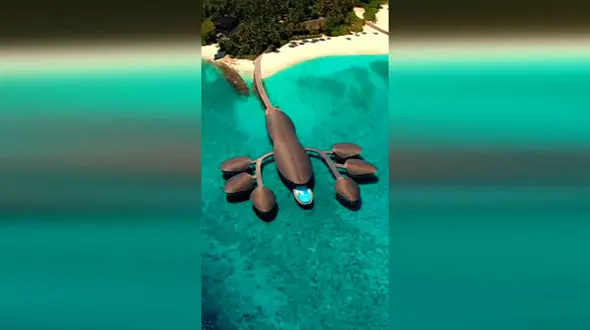 این خرچنگ میزبان مسافران است+ فیلم