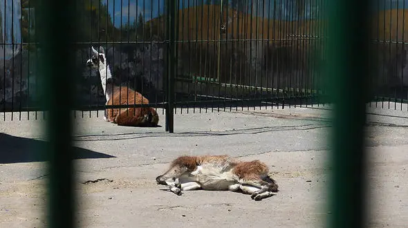 مرگ بیش از ۳ هزار حیوان در مراکز نگهداری حیوانات | ۳ شهر رکورد دار درتلف شدن حیوانات | باغ وحش های غیر استاندارد پلمب می شوند