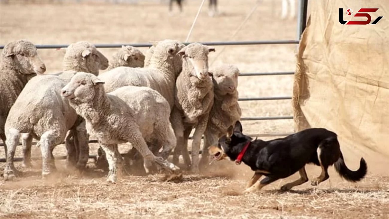 فیلم  دفاع شجاعانه سگ گله از گوسفندان در برابر گرگ درنده !