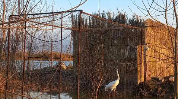 رویا، همسفر امید، تک درنای سیبری صاحبخانه شد