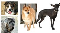 کمیاب ترین نژادهای سگ در جهان را در اینجا ببینید +عکس های دیدنی 
