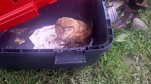 بازگشت یک جغد انبار در لنگرود به زیستگاه طبیعی اش