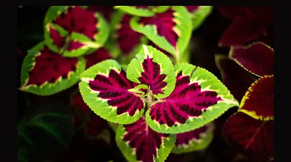 گل های زینتی، علت رواج مسمومیت های گیاهی