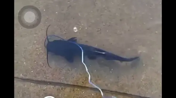 قدم زدن با ماهی دیده اید؟ + فیلم