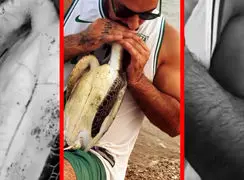 فیلم احیا لاکپشت آبی با تنفس مصنوعی