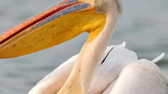 از حمله شیر به سگ های وحشی تا بلعیده شدن کبوتر توسط پلیکان 