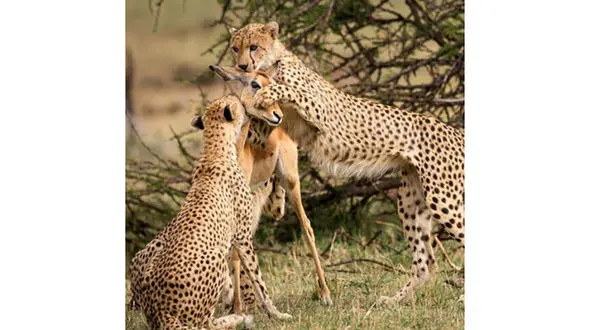 لحظه شکار یوزپلنگ مادر برای فرزندش + عکس