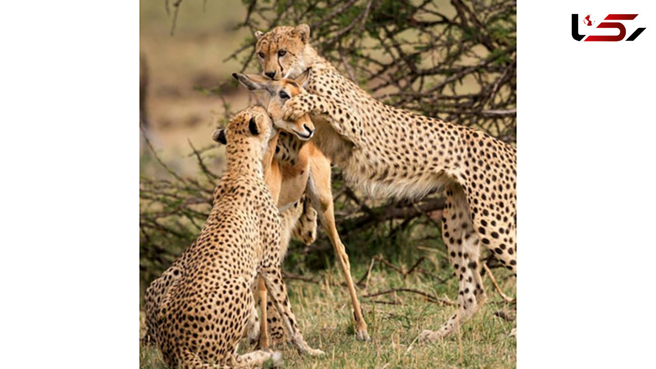 لحظه شکار یوزپلنگ مادر برای فرزندش + عکس