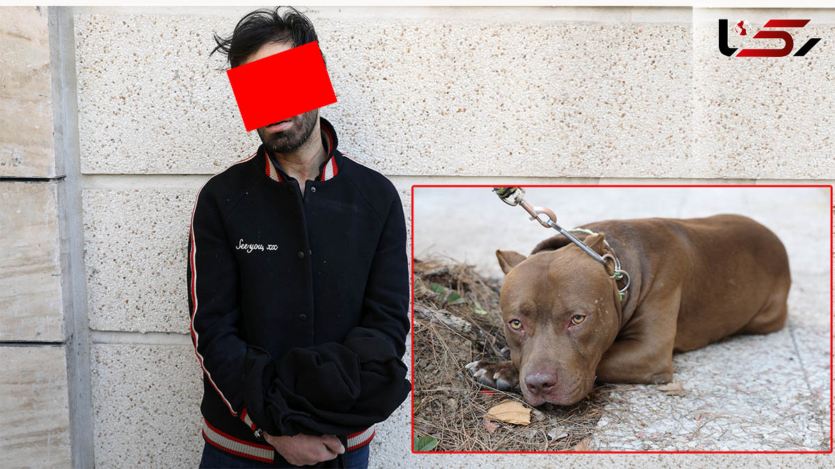 جزئیات حمله سگ پیت بول به 2 مرد در شمال تهران / صاحب سگ دستگیر شد + عکس و فیلم گفتگو
