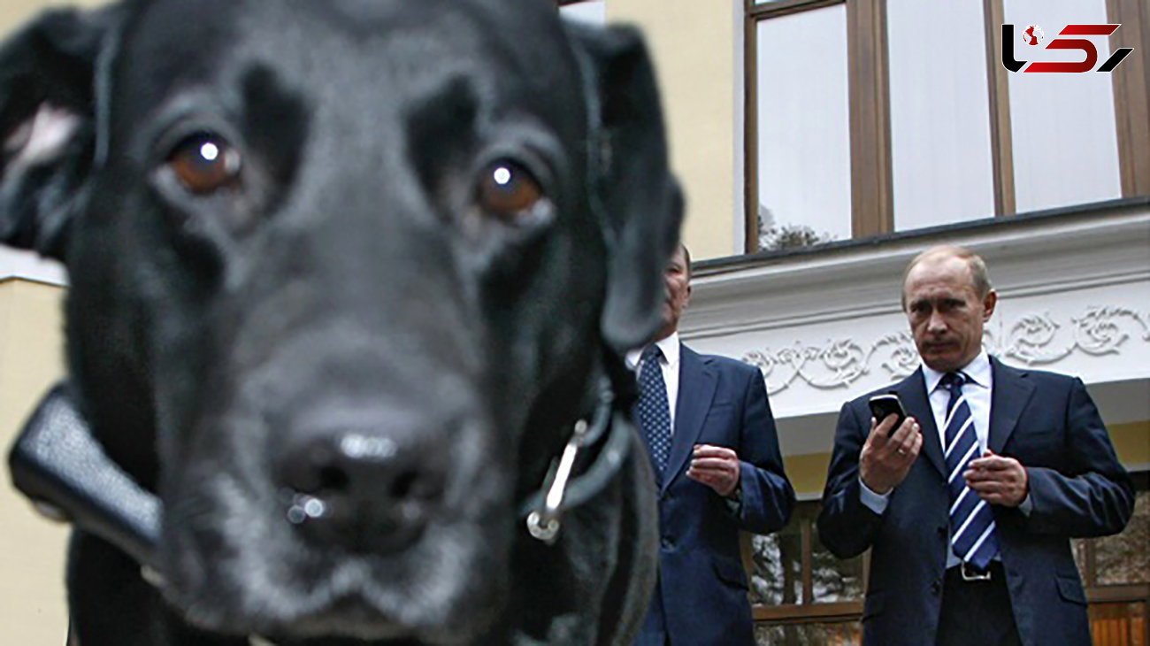  سگ پوتین استثنایی ترین سگ جهان + عکس و ویژگی های باورنکردنی