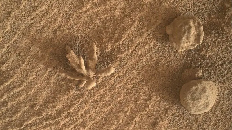 گل مریخی
